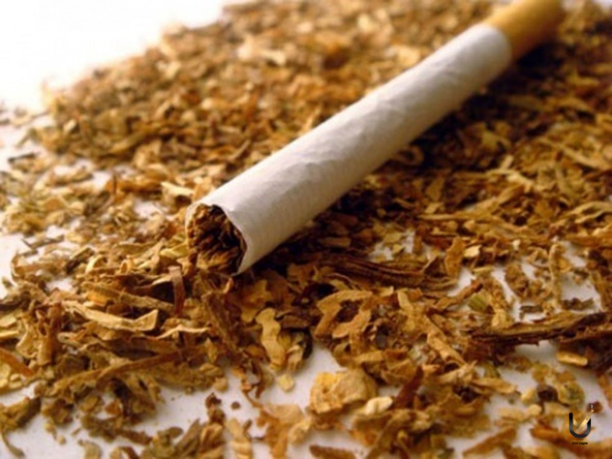 معرفی توتون